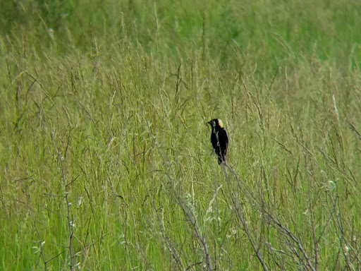 Nature Preserve «Orland Grassland», reviews and photos, 167th Street & S La Grange Road, Tinley Park, IL 60487, USA