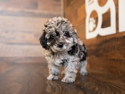 Pet Store «Petland of Plantation», reviews and photos, 801 S University Dr, Plantation, FL 33324, USA