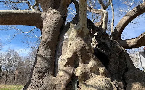 Вековно дърво (Стария чинар) image
