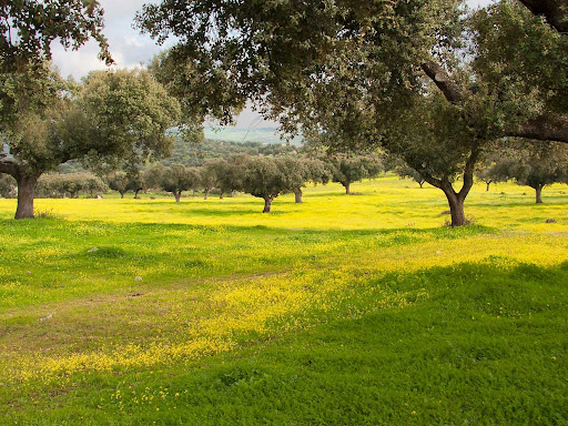 Inmobiliaria Decampo: Venta de fincas en Extremadura en San Vicente de Alcántara