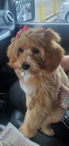 Pet Supply Store «PetSmart», reviews and photos, 540 New York Ave, Lyndhurst, NJ 07071, USA