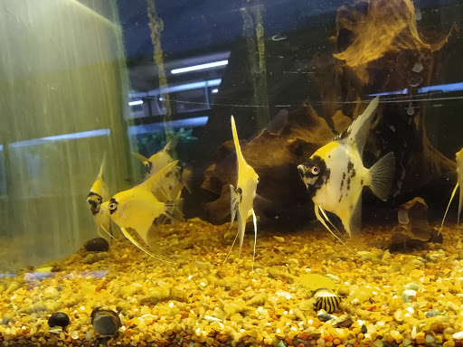 Aquarium «Aquarium Fish & Supply», reviews and photos, 1702 S Kelly Ave, Edmond, OK 73013, USA