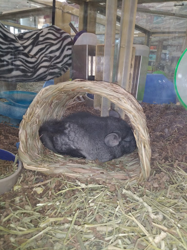 Pet Supply Store «Pet Supermarket», reviews and photos, 2924 13th St, St Cloud, FL 34769, USA