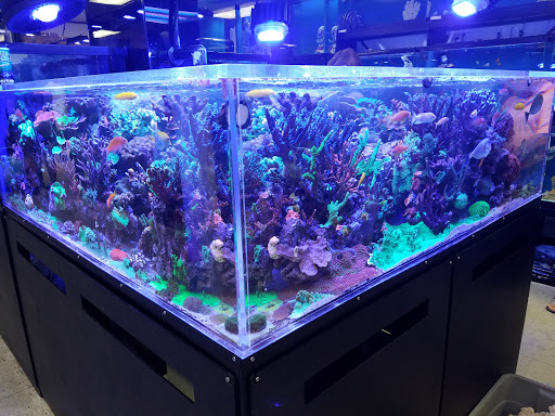 Pet Store «Creative Aquariums of Tampa», reviews and photos, 150 S Dale Mabry Hwy, Tampa, FL 33609, USA