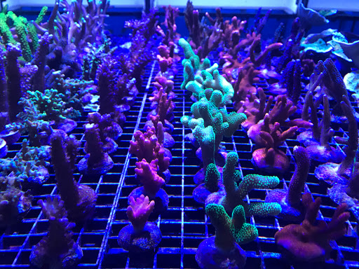 Aquarium «Reef Systems Coral Farm Inc», reviews and photos, 8459 Peter Hoover Rd, New Albany, OH 43054, USA