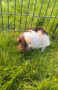 Goodman's Landscape Maintenance, LLC - Photo 6 - Car repair in Phoenix, AZ, Phoenix