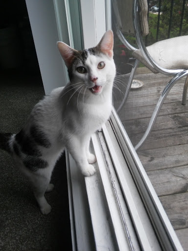 Pet Supply Store «Petco Animal Supplies», reviews and photos, 436 E Rollins Rd, Round Lake Beach, IL 60073, USA