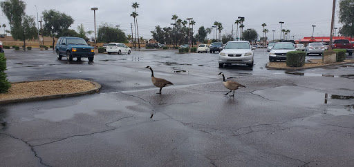 Paint Store «Dunn-Edwards Paints - Bell Road», reviews and photos, 3410 W Bell Rd, Phoenix, AZ 85053, USA