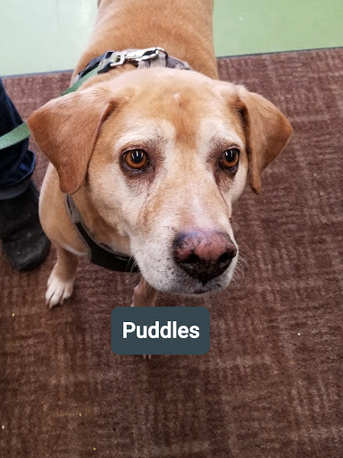 Pet Supply Store «Animal Krackers Inc», reviews and photos, 232 Main St, Gloucester, MA 01930, USA