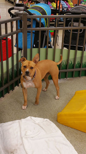 Pet Supply Store «Pet Food Express», reviews and photos, 9153 W Olympic Blvd, Beverly Hills, CA 90212, USA