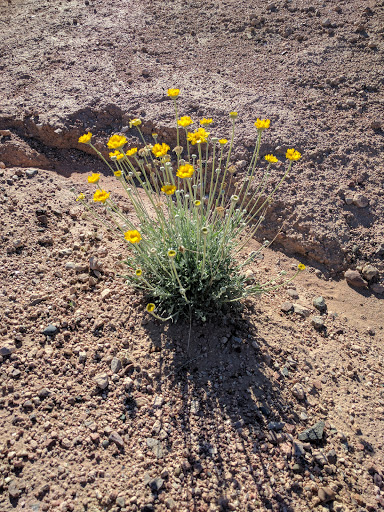 History Museum «Pueblo Grande», reviews and photos, 4619 E Washington St, Phoenix, AZ 85034, USA