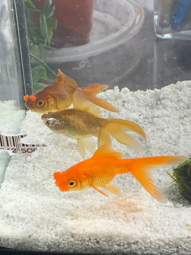 Pet Store «Fins And Feathers», reviews and photos, 222 Willow Ave, Honesdale, PA 18431, USA