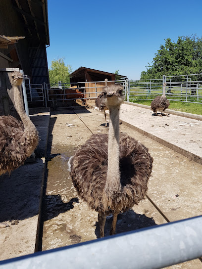 Landwirtschaftlicher Betrieb mit Besichtigungstour