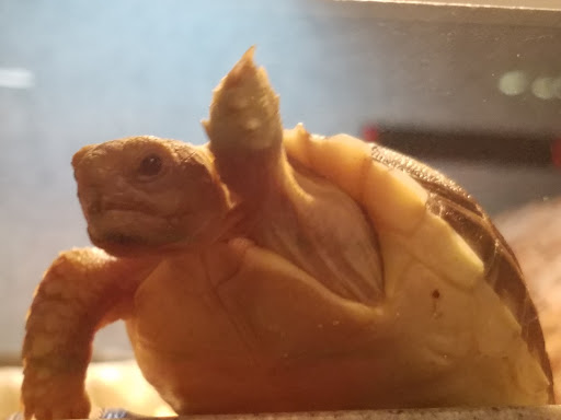 Pet Supply Store «Pet Bazaar», reviews and photos, 490 FL-436, Casselberry, FL 32707, USA