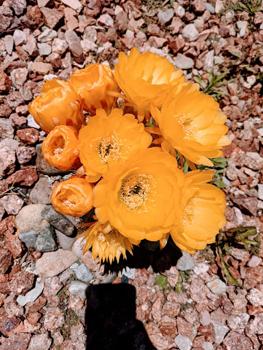 Bowling Alley «Chaparral 300 - We may close 1 hour early Sun-Thurs depending on volume, please call for details.», reviews and photos, 4191 Chino Hills Pkwy, Chino Hills, CA 91709, USA