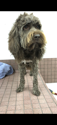 Pet Supply Store «Pet Food Express», reviews and photos, 39010 Paseo Padre Pkwy, Fremont, CA 94538, USA