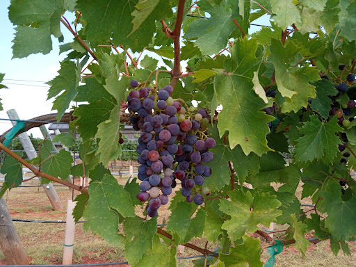 Winery «Clauren Ridge Vineyard and Winery», reviews and photos, 6000 W Waterloo Rd, Edmond, OK 73025, USA