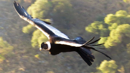 Cabalgatas y Ecoturismo De Los Condores Actividades