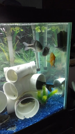 Tropical Fish Store «J B Tropical Fish», reviews and photos, 1950 N Black Horse Pike, Williamstown, NJ 08094, USA