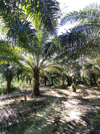 Kampung rayu Iban