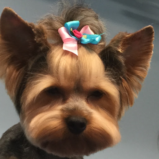 Pet Store «Doggy Dog World Inc», reviews and photos, 2552 Coney Island Ave, Brooklyn, NY 11223, USA