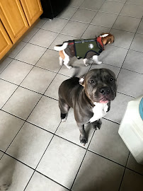 Pitty Paws Pet Care - Photo 4 - Car repair in , Staten Island