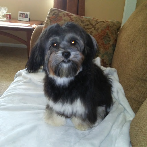 Pet Supply Store «PetSmart», reviews and photos, 10 Hazard Ave, Enfield, CT 06082, USA