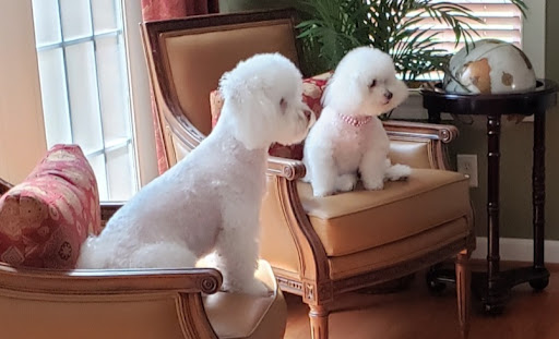 Pet Supply Store «PetSmart», reviews and photos, 1236 Greenbrier Pkwy, Chesapeake, VA 23320, USA