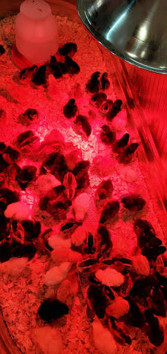 Animal Feed Store «Locke Hill Feed, Pet, & Lawn Supply», reviews and photos, 4927 Golden Quail #105, San Antonio, TX 78240, USA