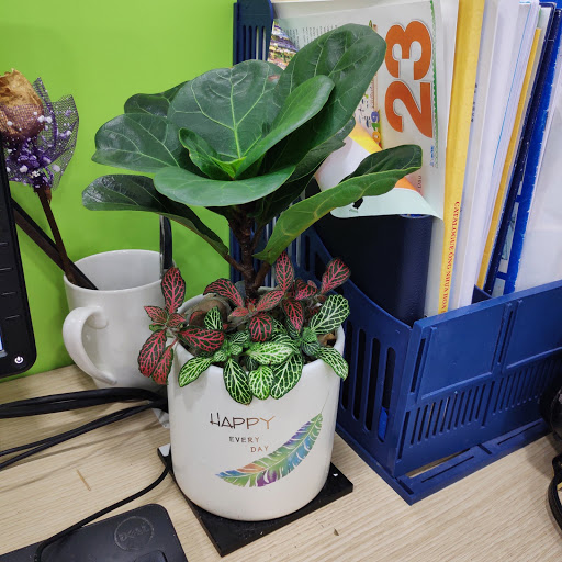 Top 20 cửa hàng cây kiểng Huyện Ba Vì Hà Nội 2022