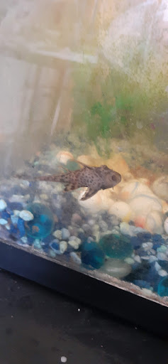 Pet Supply Store «Petco Animal Supplies», reviews and photos, 585 E Wetmore Rd, Tucson, AZ 85705, USA