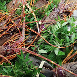 Photo n°2 de l'avis de Anton.o fait le 02/09/2019 à 20:26 sur le  Ristorante Da Barbara di Asuni Lazzaro e C. à Solanas