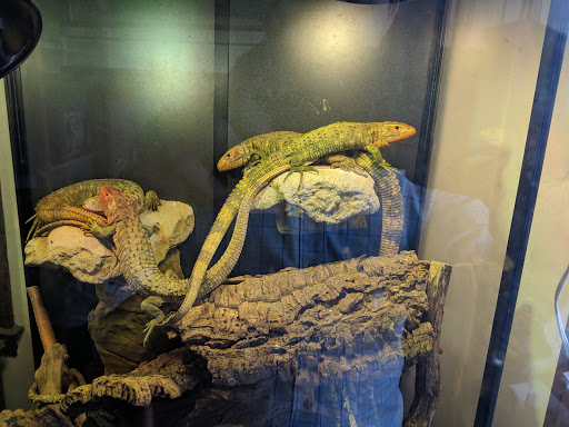 Reptile Store «Pets & Things», reviews and photos, 44825 Van Dyke, Utica, MI 48317, USA