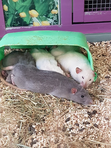 Hamster adoption Marseille