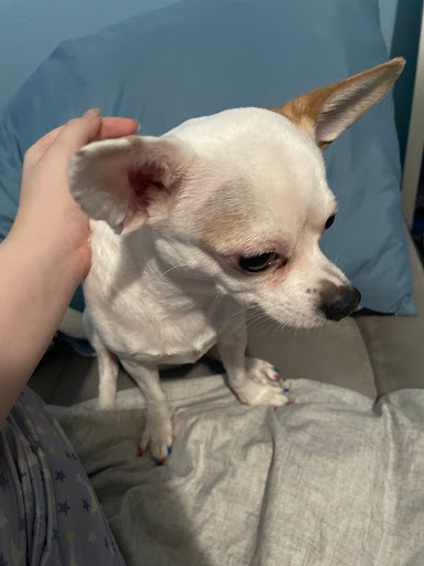 Pet Supply Store «PetSmart», reviews and photos, 865 Colusa Ave, Yuba City, CA 95991, USA