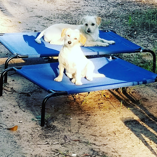 Pet Supply Store «PetSmart», reviews and photos, 32962 FM 2978 Rd, Magnolia, TX 77354, USA