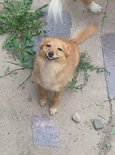 Store «Country Pet Farm & Garden Ltd», reviews and photos, 26170 Territorial Rd, Rogers, MN 55374, USA