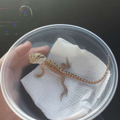 Reptile Store «Cleveland Reptile Show», reviews and photos, 17250 Hummel Rd, Brook Park, OH 44142, USA