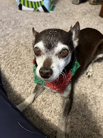 Acres North Vet Hospital - Photo 9 - Car repair in Lubbock, TX, Lubbock