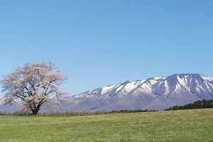 Solitary Cherry Tree at KOIWAI FARM image