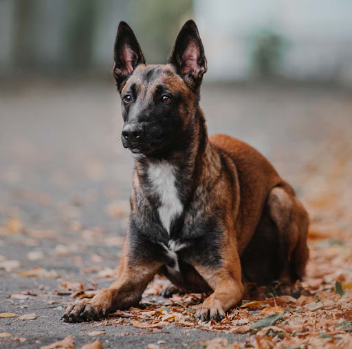 Ridgeside K9 NorCal Dog Training image
