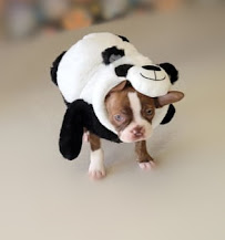 Behave Dog Training & Pet Boarding - Photo 9 - Car repair in Overland Park, KS, Overland Park