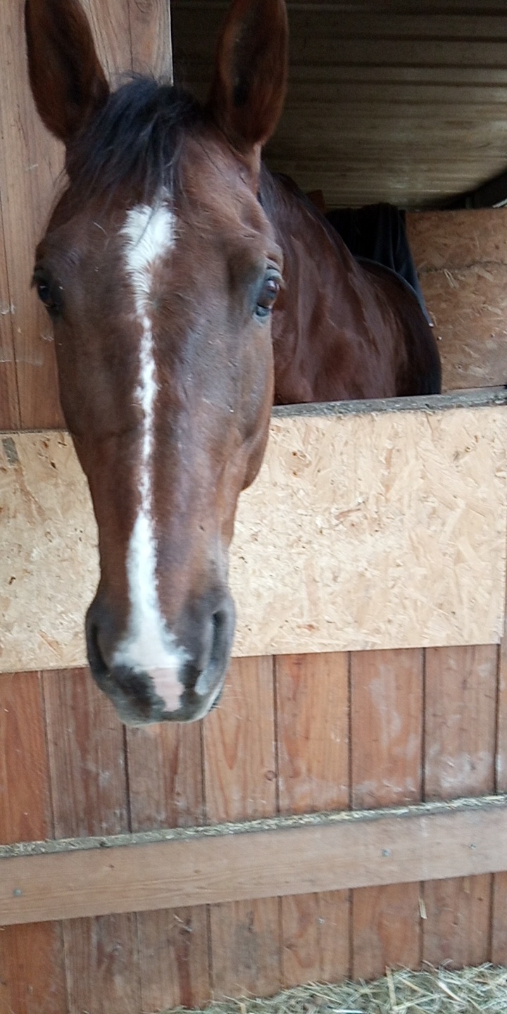 Photo n° 3 de l'avis de Cavalière.' fait le 30/06/2019 à 18:26