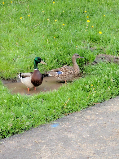 Park «Colonel Summers Park», reviews and photos, SE 17th Ave & Taylor St, Portland, OR 97214, USA