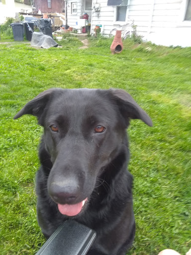 Pet Supply Store «PetSmart», reviews and photos, 479 River Hill Dr, Ashland, KY 41101, USA