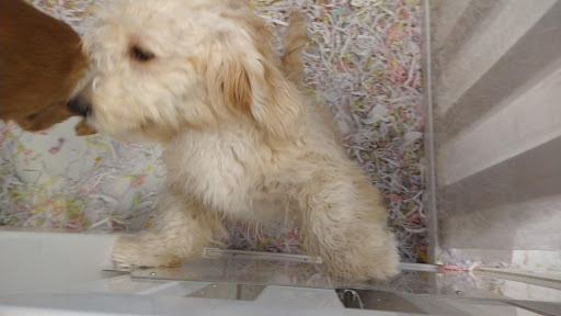 Pet Store «The Puppy Store», reviews and photos, 1163 Merrick Ave, Merrick, NY 11566, USA