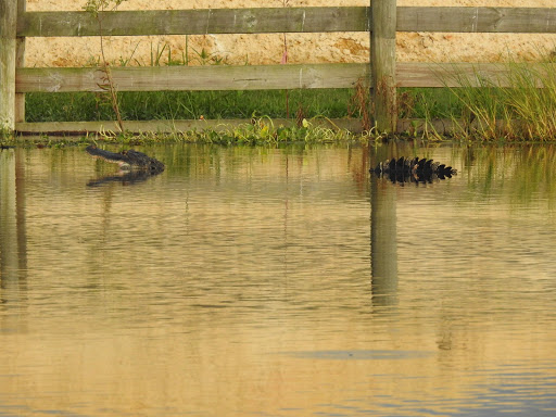 Nature Preserve «Lake Apopka Wildlife Drive», reviews and photos, 2803 Lust Rd, Apopka, FL 32703, USA