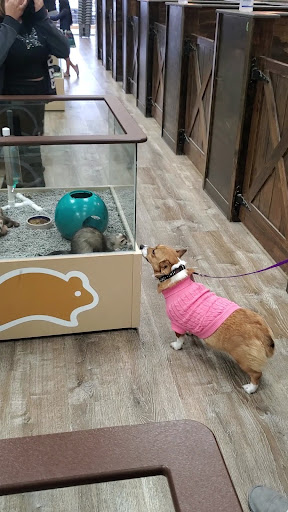 Pet Supply Store «Petland Dallas», reviews and photos, 11909 Preston Rd, Dallas, TX 75230, USA