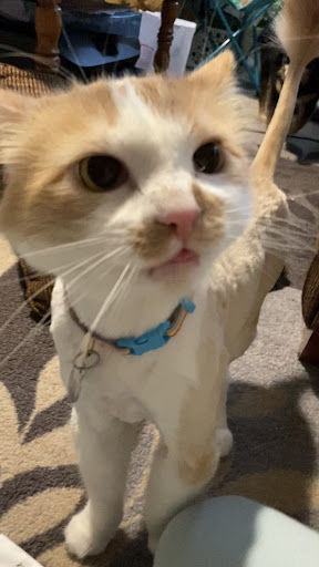 Pet Supply Store «PetSmart», reviews and photos, 1145 W Riverdale Rd, Riverdale, UT 84405, USA