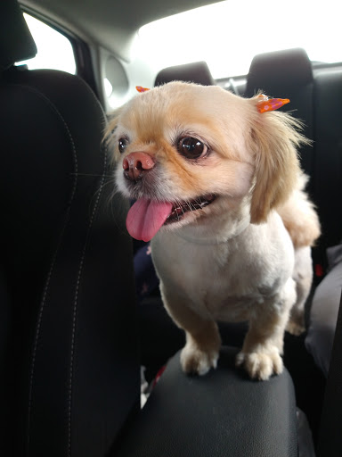 Pet Supply Store «Pet Supplies Plus», reviews and photos, 319 Massachusetts Ave, Lunenburg, MA 01462, USA